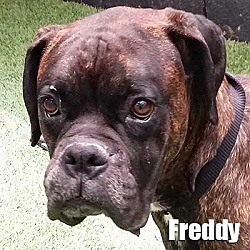 Photo of Freddy