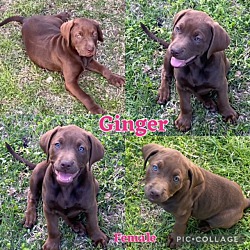 Photo of Ginger Adoption Pending