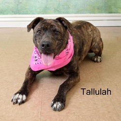 Photo of Tallulah