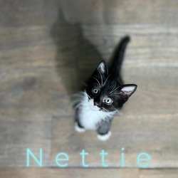 Thumbnail photo of Nettie #2