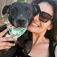 adopt a pet
