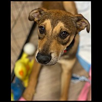 adopt a pet