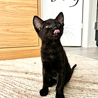 adopt a pet