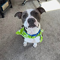 adopt a pet