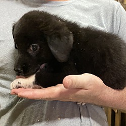 Thumbnail photo of Dojo~adopted! #2