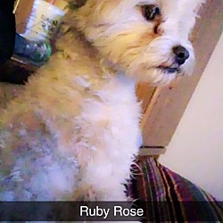 Thumbnail photo of Ruby Rose #1