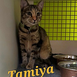 Thumbnail photo of Tamiya #1