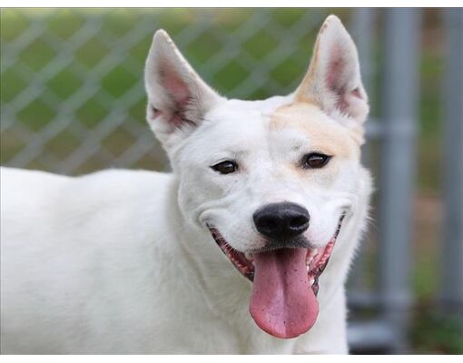 Wilmington, NC - German Shepherd Dog. Meet ZOE a Pet for Adoption ...
