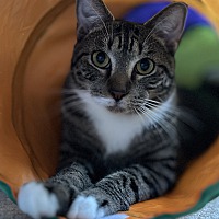 adopt a pet