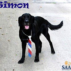 Thumbnail photo of Simon #2