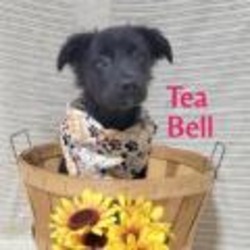 Thumbnail photo of Tea Bell #2