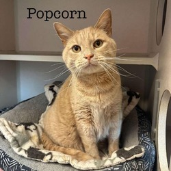 Thumbnail photo of Popcorn 240590 #1