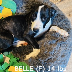 Thumbnail photo of Water Litter 2 of 9 - Belle #2