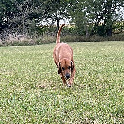 Thumbnail photo of Mina - Bonded Buddy With Spot #2