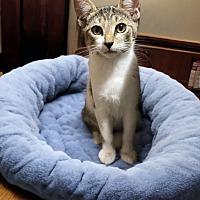 adopt a pet