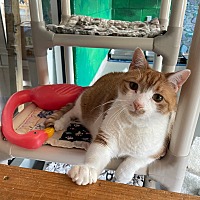 adopt a pet