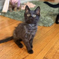 adopt-pet