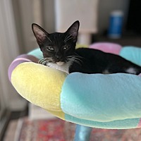 adopt a pet