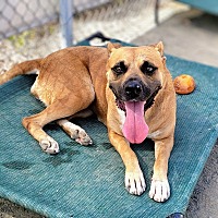 adopt a pet