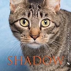 Thumbnail photo of Shadow #2