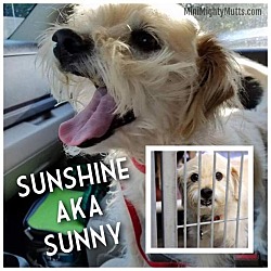 Thumbnail photo of Sunshine (Sunny) #2