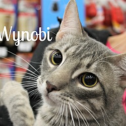 Thumbnail photo of Wynobi #1
