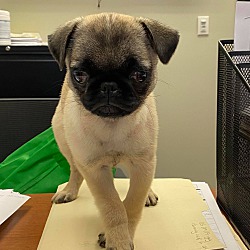 Grace pug puppy store farm