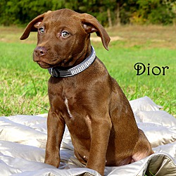 Thumbnail photo of Dior~adopted! #2