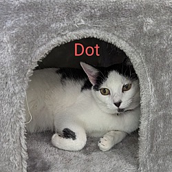 Photo of Dot