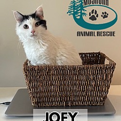 Thumbnail photo of Joey - Super Soft! #1