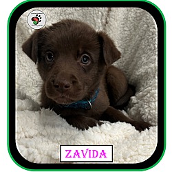 Thumbnail photo of Zavida - Coffee Litter #1