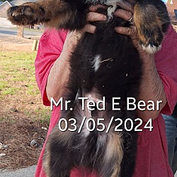 Thumbnail photo of Mr. Ted E Bear #3