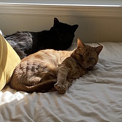 Photo of Charlotte and Tabby (bonded pair)