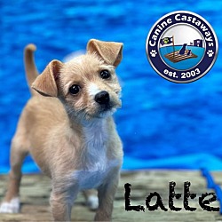 Thumbnail photo of Latte #3