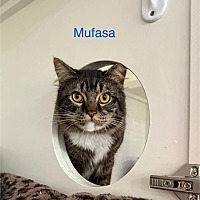 adopt a pet