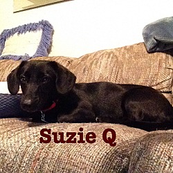 Thumbnail photo of Suzie Q #2