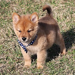 Chow store jindo mix