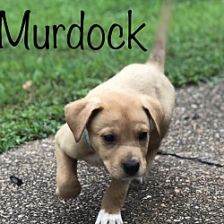 Thumbnail photo of Murdock~adopted! #2