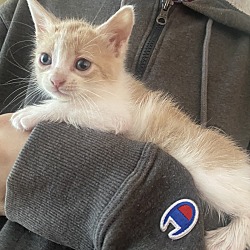 Photo of Kitten II