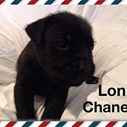 Thumbnail photo of Lon Chaney #3