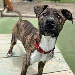 Photo of Kahlua