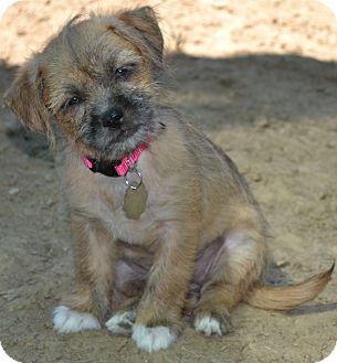 Simi Valley Ca Shih Tzu Meet Molly A Pet For Adoption Simi Valley Ca Shih Tzu Meet Molly