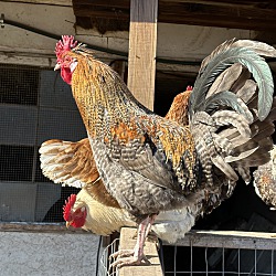 Thumbnail photo of Roosters #1