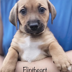 Photo of Flintheart Adoption Pending