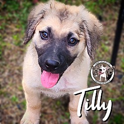 Photo of Tilly New Caney