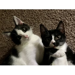 Thumbnail photo of Bobtail kittens #1