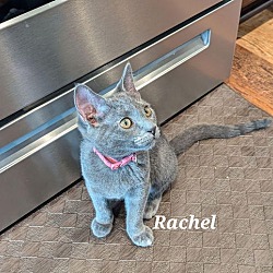 Thumbnail photo of Rachel #2