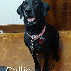 Thumbnail photo of Callie #1