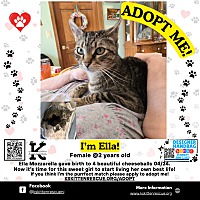 adopt a pet