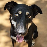 adopt a pet